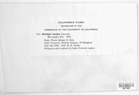 Didymascella thujina image